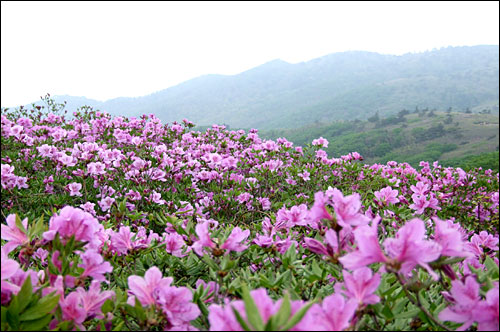 남도의 끝자락인 제암산 - 사자산 - 일림산에서 시작된 꿈의 철쭉산행 